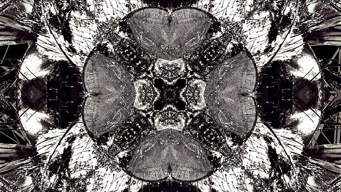 Approximate 1:1 representation of the seal, which reproduces the fine structures in their original size on larger monitors.