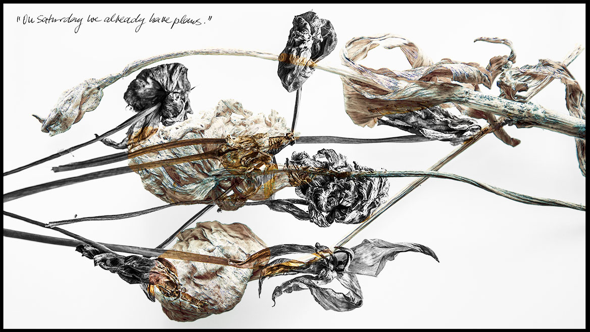 Künstlerische Fotografie, Variation 03: Verwelkte und ausgetrocknete Tulpen kreuzen sich in zwei Bildebenen. Die untere Bildebene ist Schwarz-Weiß, die obere Bildebene in entsättigten Farben gehalten. Trotz des bildgewordenen Ausdrucks von Verfall und Vergänglichkeit, wirkt die Komposition ästhetisch. Die digitale Mehrfachbelichtung ist durch einen schwarzen Trauerrand eingefasst. Innerhalb der Bildserie variieren die Kompositionen durch verschiedene Blumen und den Bildaufbau, die Machart beleibt gleich.