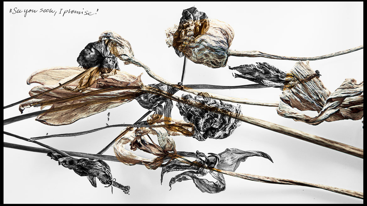 Künstlerische Fotografie, Variation 07: Verwelkte und ausgetrocknete Tulpen kreuzen sich in zwei Bildebenen. Die untere Bildebene ist Schwarz-Weiß, die obere Bildebene in entsättigten Farben gehalten.
