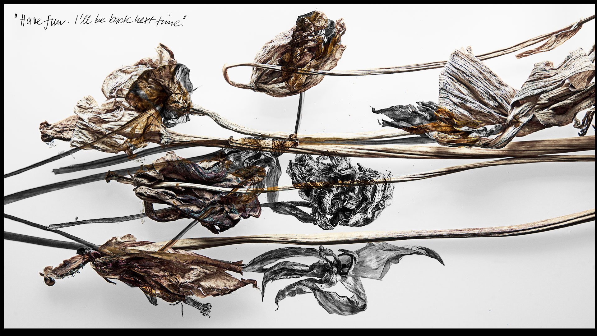 Künstlerische Fotografie, Variation 01: Verwelkte und ausgetrocknete Tulpen kreuzen sich in zwei Bildebenen. Die untere Bildebene ist Schwarz-Weiß, die obere Bildebene in entsättigten Farben gehalten. Trotz des bildgewordenen Ausdrucks von Verfall und Vergänglichkeit, wirkt die Komposition ästhetisch. Die digitale Mehrfachbelichtung ist durch einen schwarzen Trauerrand eingefasst. Innerhalb der Bildserie variieren die Kompositionen durch verschiedene Blumen und den Bildaufbau, die Machart beleibt gleich.